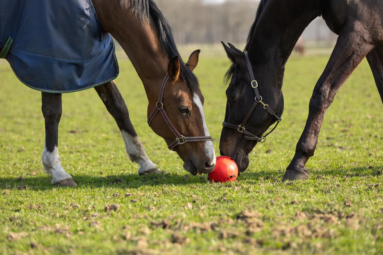 Hračka pro koně s elastickými poutky, 19 cm, růžová – Excellent Horse Fun Play Ball - Obrázek 6