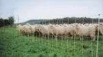 Ovčí síť 50 m, výška 90 cm, s jednoduchým hrotem – Euro-Netz - Obrázek 3
