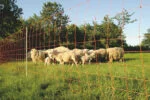 Ovčí síť 50 m, výška 90 cm, jednoduchý hrot – Euro-Netz Combi - Obrázek 2
