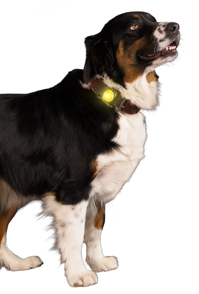 Bezpečnostní světýlko na obojek pro psy, žluté, 2 režimy svícení – Nightwalk Safety Light - Obrázek 3