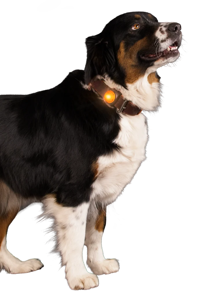 Bezpečnostní světýlko na obojek pro psa, oranžové, 2 režimy svícení – Nightwalk Safety Light - Obrázek 3