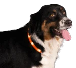 Svítící obojek pro psy, dobíjecí, oranžový – Nightwalk Safety Collar - Obrázek 3