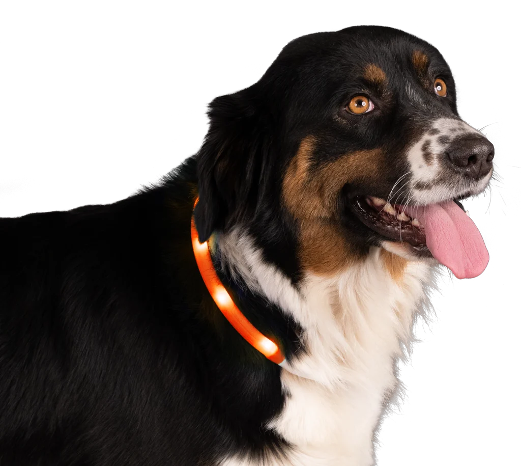Svítící obojek pro psy, dobíjecí, oranžový – Nightwalk Safety Collar - Obrázek 3