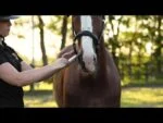 Energetický doplněk pro koně s vitaminy A a D, 12 ml – Excellent Horse Vitasporal - Obrázek 4