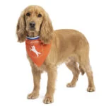Oranžový šátek pro psy M ke Dni krále – Holland Oranje Bandana