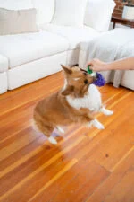 Žvýkací hračka s lanem a ovocnou vůní – Outward Hound (Kyjen) Dental Grapes - Obrázek 4