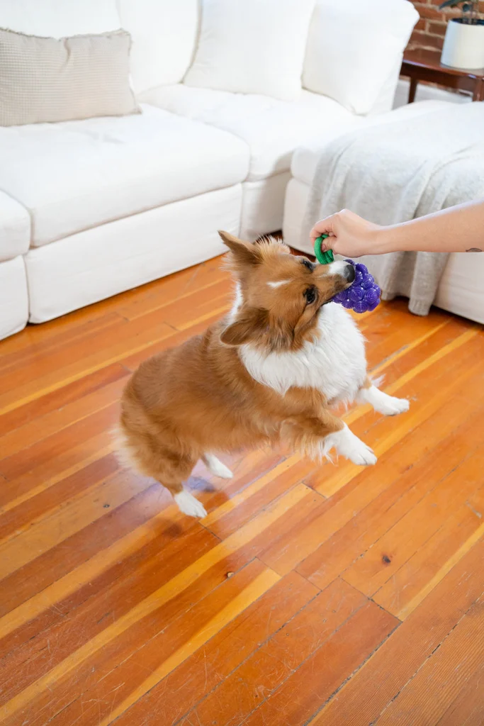 Žvýkací hračka s lanem a ovocnou vůní – Outward Hound (Kyjen) Dental Grapes - Obrázek 4