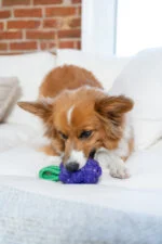 Žvýkací hračka s lanem a ovocnou vůní – Outward Hound (Kyjen) Dental Grapes - Obrázek 5