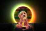 Plyšový oslík pro psy s pískátkem, žlutý S – Retro Dog Donkey - Obrázek 3