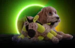 Plyšový oslík pro psy s pískátkem, žlutý S – Retro Dog Donkey - Obrázek 4