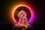 Plyšová hračka pro psy, oslík s pískátkem, oranžová S – Retro Dog Donkey - Obrázek 3