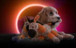 Plyšová hračka pro psy, oslík s pískátkem, oranžová S – Retro Dog Donkey - Obrázek 4