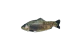 Pohyblivá hračka ve tvaru pstruha s Madnipem, 30 cm – Robocat Fish - Obrázek 2