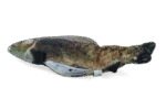 Pohyblivá hračka ve tvaru pstruha s Madnipem, 30 cm – Robocat Fish - Obrázek 3