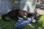 Pohyblivá hračka ve tvaru pstruha s Madnipem, 30 cm – Robocat Fish - Obrázek 5