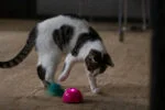 Hračka ve tvaru myši s pohybovým senzorem a Madnipem, růžová – Robocat Mouse - Obrázek 5