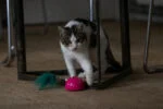 Hračka ve tvaru myši s pohybovým senzorem a Madnipem, růžová – Robocat Mouse - Obrázek 4