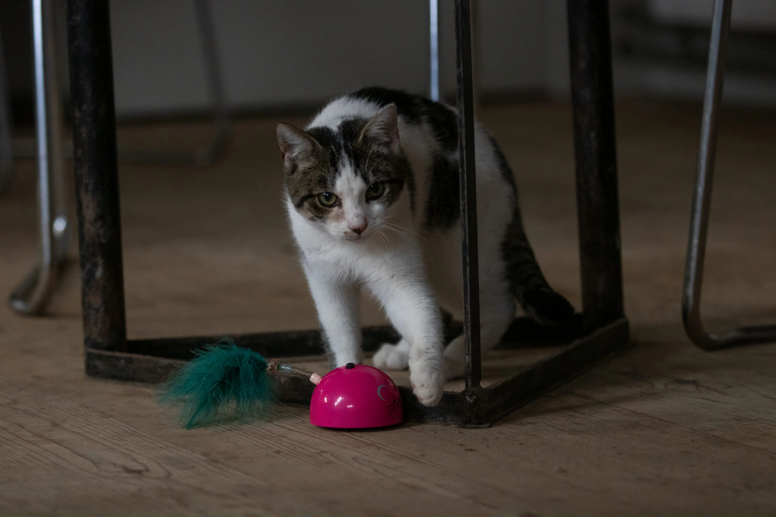 Hračka ve tvaru myši s pohybovým senzorem a Madnipem, růžová – Robocat Mouse - Obrázek 4