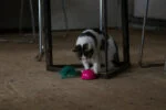Hračka ve tvaru myši s pohybovým senzorem a Madnipem, růžová – Robocat Mouse - Obrázek 6