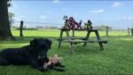 Plyšová hračka pro psy Osel s pískátkem, oranžová M – Retro Dog Donkey - Obrázek 3