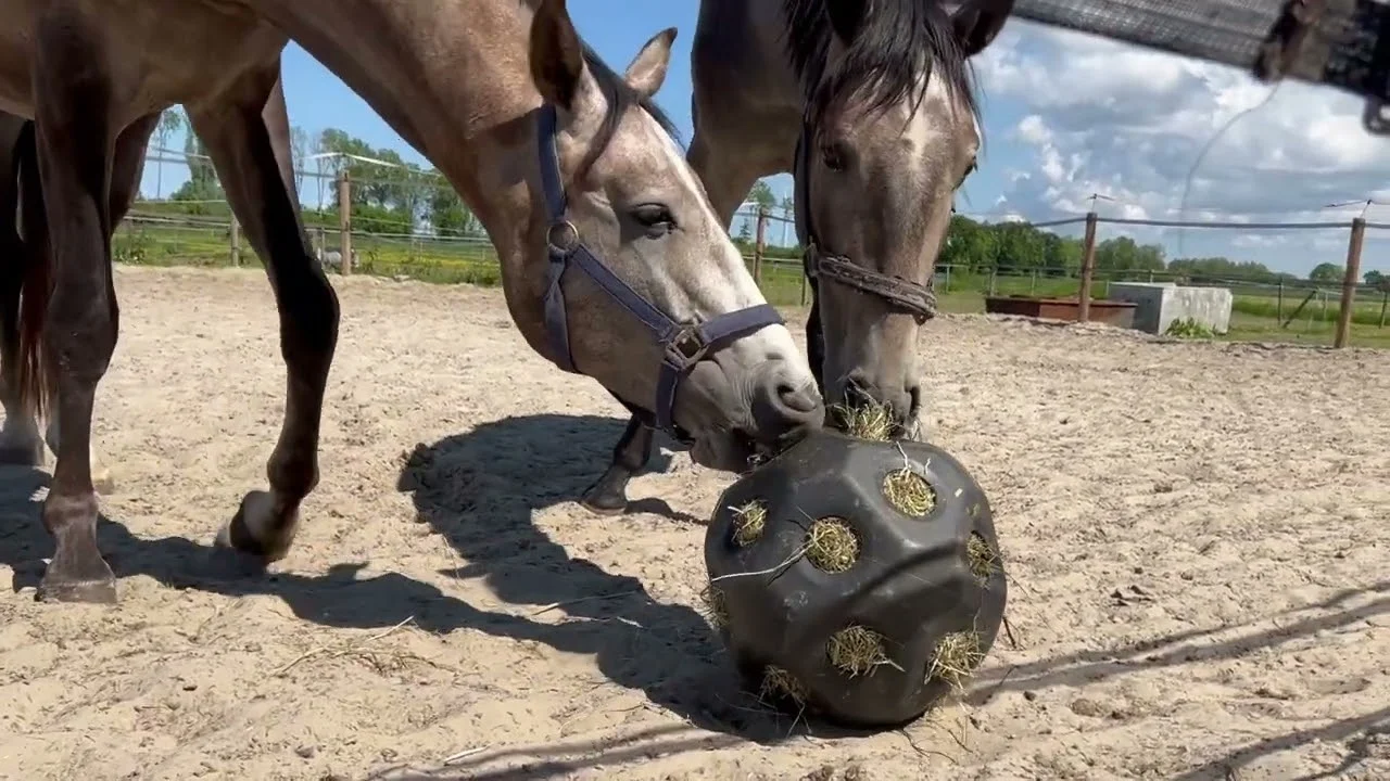 Míč na krmení pro koně s otvory na krmivo, fialový – Excellent Horse Feed & Play Ball - Obrázek 2