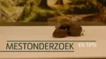 Jitrocelová semena pro koně s psylliem, 1,2 kg – Excellent Horse Herbs Vlozaad - Obrázek 2