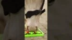 Silikonová čmuchací podložka pro koně na krmení, 50 x 50 cm – Excellent Horse Snuffle Mat - Obrázek 3