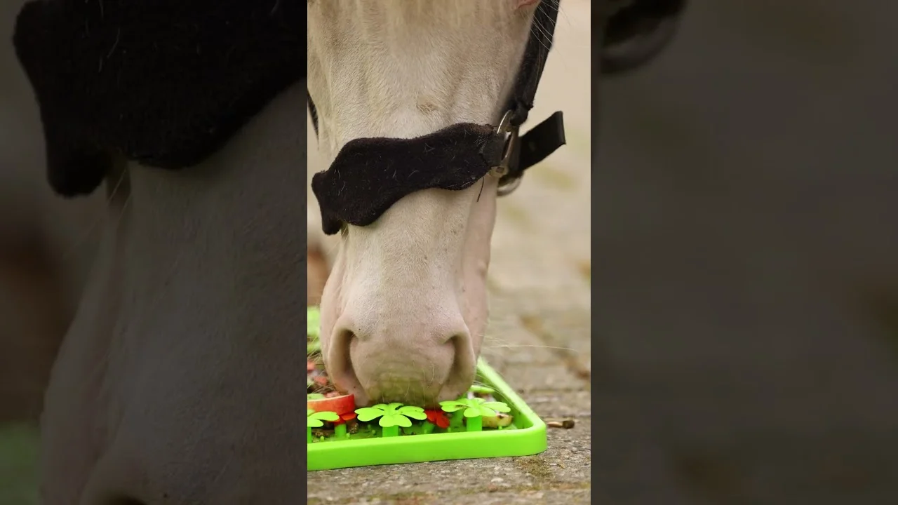 Silikonová čmuchací podložka pro koně na krmení, 50 x 50 cm – Excellent Horse Snuffle Mat - Obrázek 3