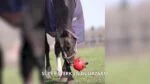 Hrací míč pro koně s elastickými pásky, 19 cm, žlutý – Excellent Horse Fun Play Ball - Obrázek 3
