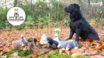 Plyšová hračka pro psy s lanem a pískátkem – Wild Life Collection Wild Life Dog Eend - Obrázek 6