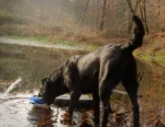 Plyšová hračka pro psy s lanem a pískátkem – Wild Life Collection Wild Life Dog Eend - Obrázek 3