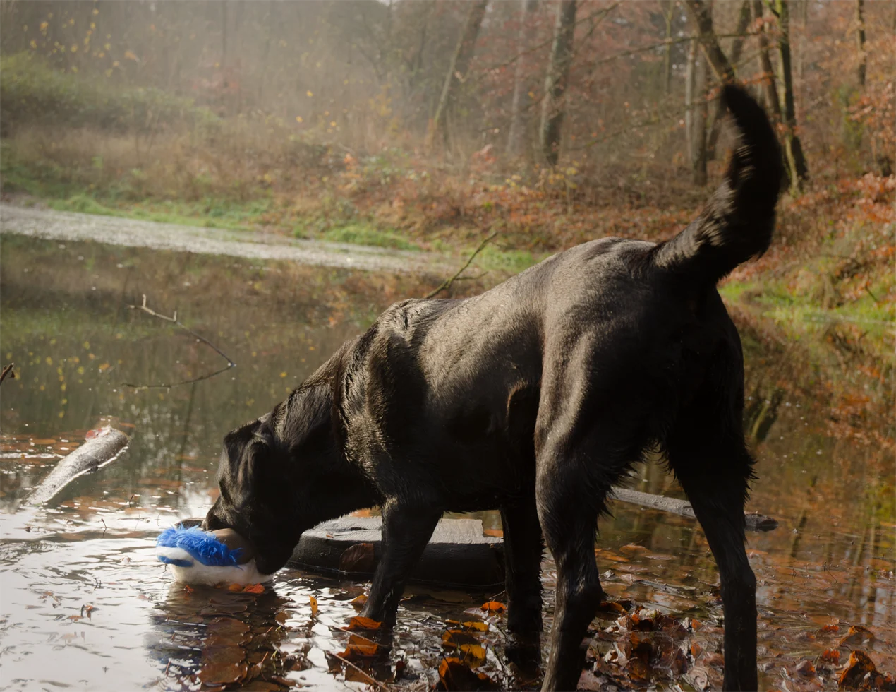 Plyšová hračka pro psy s lanem a pískátkem – Wild Life Collection Wild Life Dog Eend - Obrázek 3