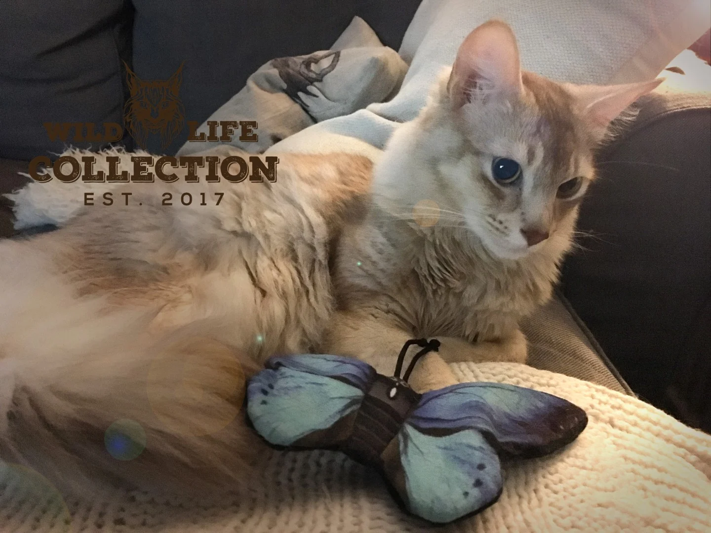 Hračka motýlek pro kočky se šantou kočičí – Wild Life Collection Cat modrý motýl - Obrázek 3