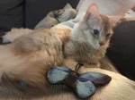 Hračka motýlek pro kočky se šantou kočičí – Wild Life Collection Cat modrý motýl - Obrázek 4