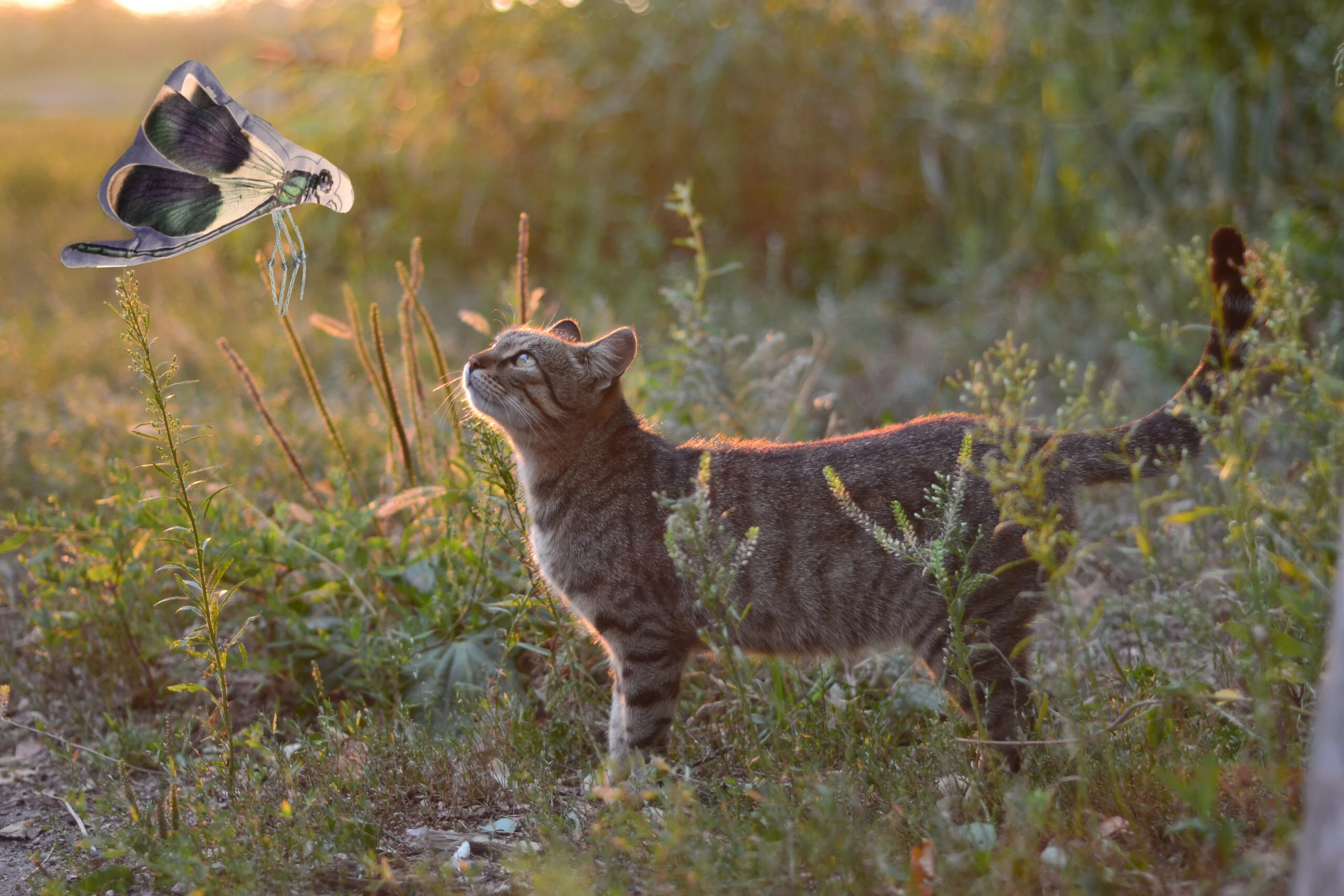 Kočičí hračka ve tvaru vážky se šantou kočičí – Wild Life Collection Cat Vážka - Obrázek 3