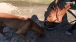 Doplňkové krmivo pro koně s huminovými kyselinami a minerály, 2,5 l – Excellent Horse Total Balance - Obrázek 2