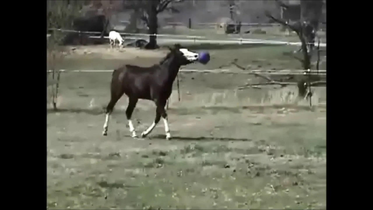 Míč na hraní pro koně, oceánově zelený s vůní jablka, 25 cm – Jolly Pets Jolly Ball - Obrázek 6