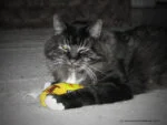 Hrací banán pro kočky se šantou kočičí, 17,7 cm – Yeowww! Chicata Banana - Obrázek 3