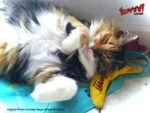 Hrací banán pro kočky se šantou kočičí, 17,7 cm – Yeowww! Chicata Banana - Obrázek 6