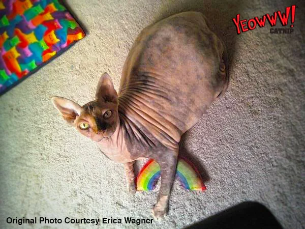 Duhová hračka pro kočky se šantou kočičí, 17,7 cm – Yeowww! Rainbow - Obrázek 3