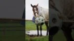 Míč na krmení pro koně s otvory na krmivo, fialový – Excellent Horse Feed & Play Ball - Obrázek 3