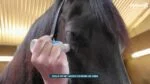 Houbička na neutralizaci pachu koní s éterickými oleji, 75 ml – Excellent Horse Odour Spons-On - Obrázek 2