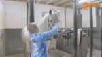 Kartáč na hřebelcování a mytí koně, růžový M, 17,5 cm – Paardenpraat TV Grooming Brush - Obrázek 2
