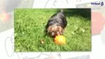 Pamlskový míček pro psy z TPR gumy, 10 cm – Jolly Pets Jolly Jumper oranžový M - Obrázek 3