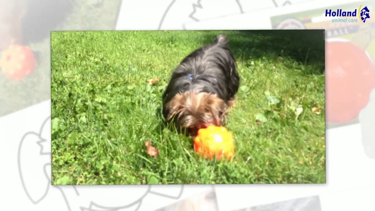 Pamlskový míček pro psy z TPR gumy, 10 cm – Jolly Pets Jolly Jumper oranžový M - Obrázek 3