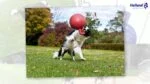 Plovoucí míč pro psy světle fialový XL (25 cm) – Jolly Pets Tug-n-Toss - Obrázek 3