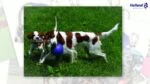 Míček pro psy s provazem, plovoucí, borůvkový M (15 cm) – Jolly Pets Romp-n-Roll - Obrázek 3