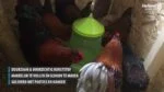 Zásobníkové krmítko pro drůbež na nožičkách, limetkově zelené, 4 kg – Gaun - Obrázek 3