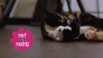 Pohyblivá hračka pro kočky se zvukem a madnipem – Robocat Papoušek - Obrázek 4