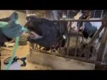 Drenčovací pumpa pro krávy s pohonem vrtačkou a nádobou o objemu 25 l – Excellent Cow Drencher Drill Driven - Obrázek 3